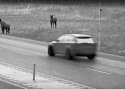 VIDEOD. Ettevaatust – uuel Tallinna-Tartu maanteel on tihe põdraliiklus