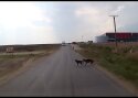 VIDEO: Nutikas koer päästis sõbra elu