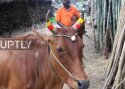 VIDEO: India lehmad saavad sarvedele helkurid