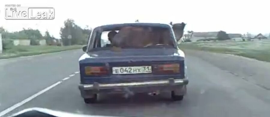 VIDEO: Vaz 2106 on parim lehmaveok